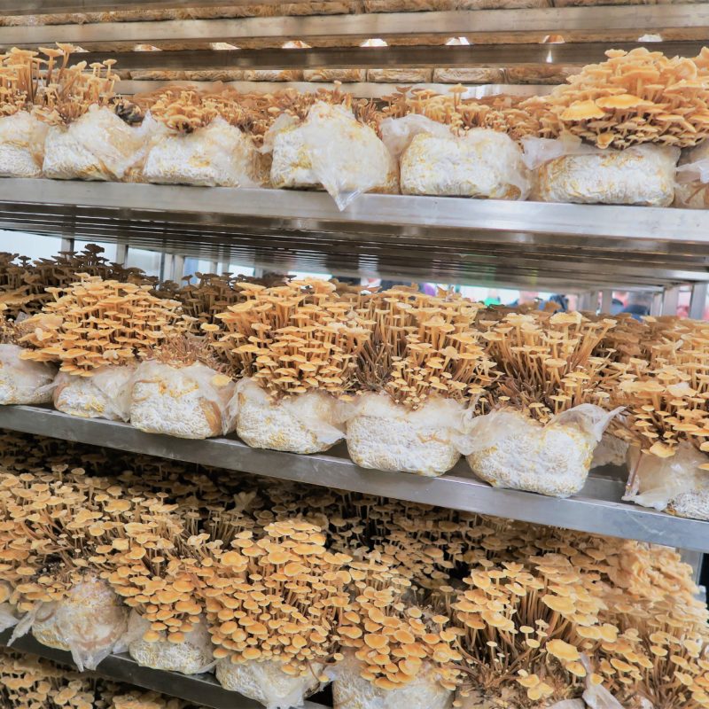 Étagères pour fermes à champignons